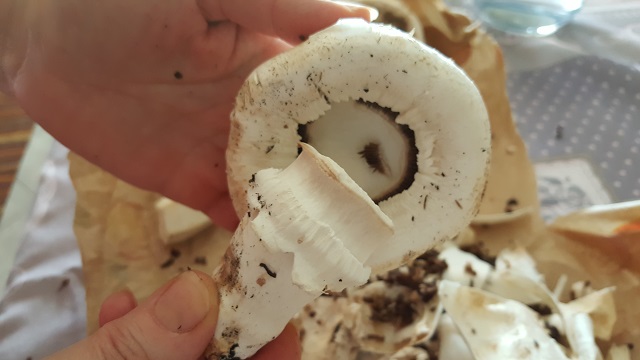 preparazione-funghi-champignon-ripieni (1)