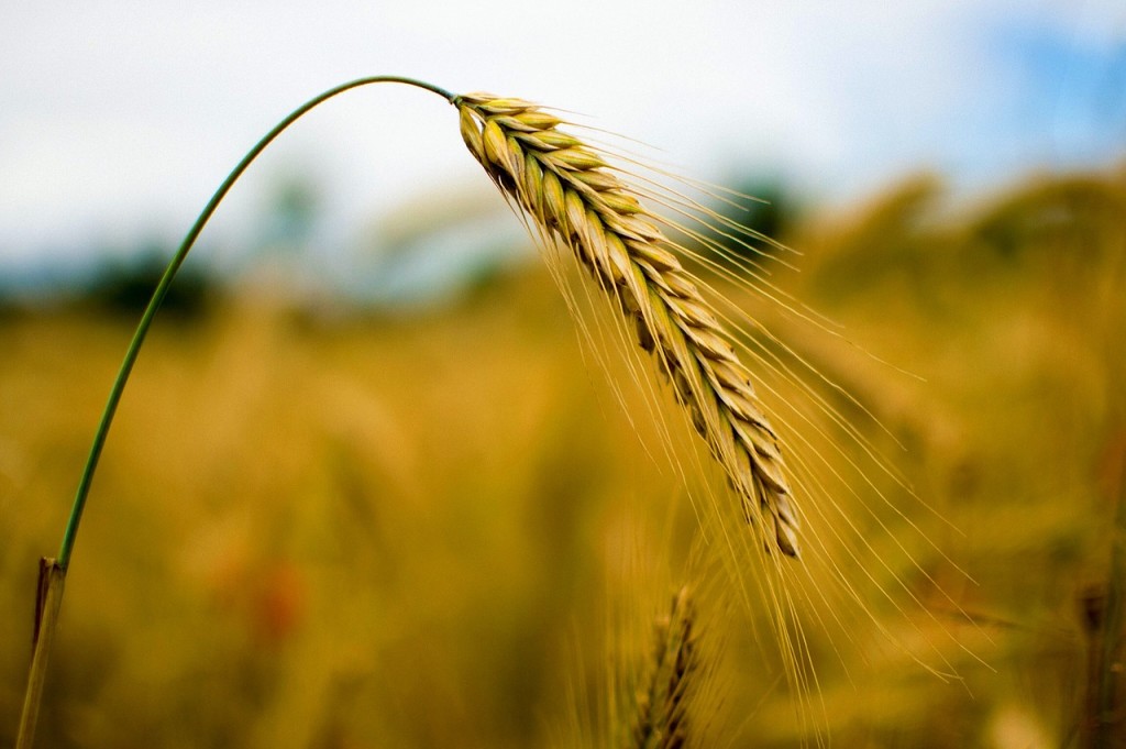 farina di grano duro