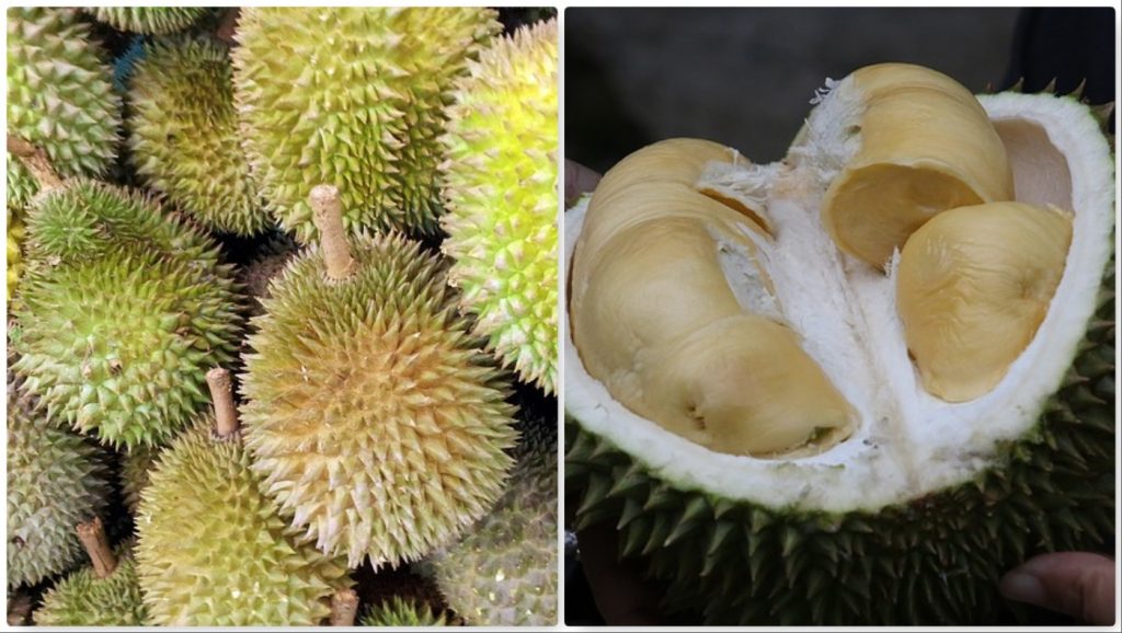 durian frutta esotica