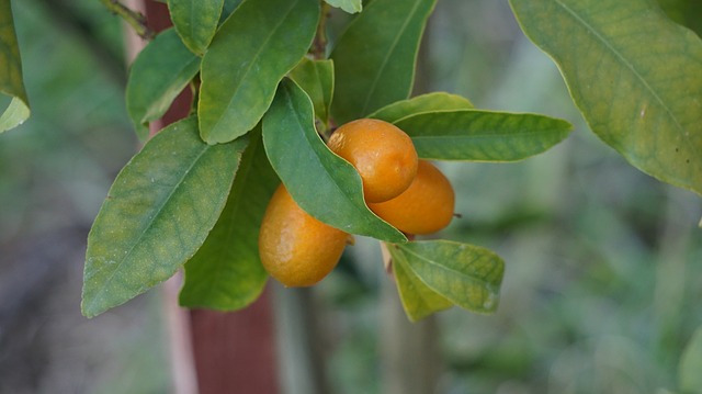 kumquat frutta esotica