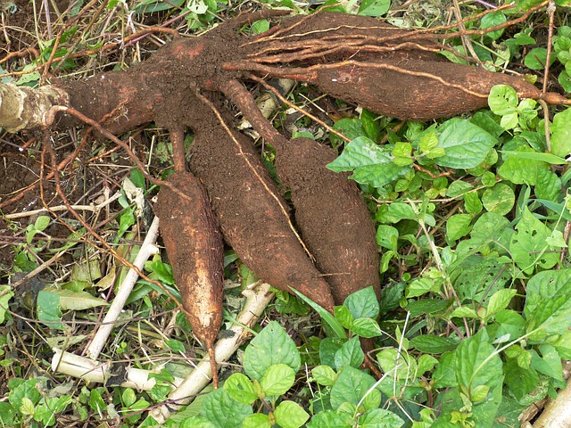 tapioca