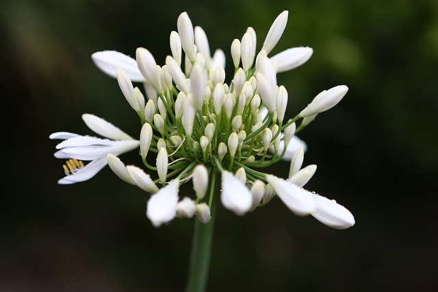 aglio orsino