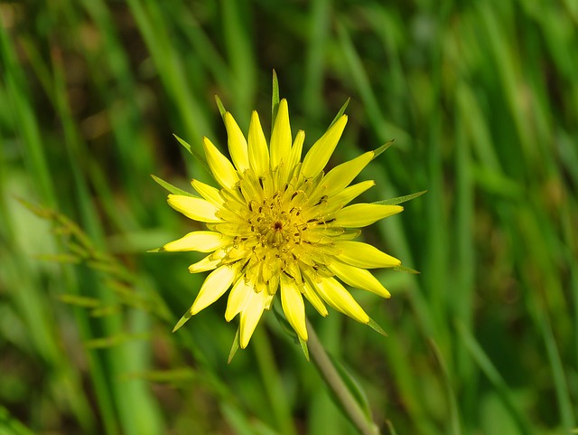 barba di becco