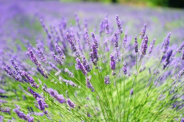 lavanda