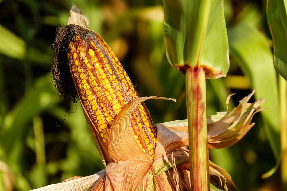 alimenti senza glutine mais