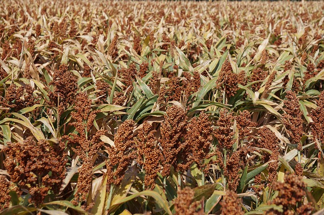 sorgo