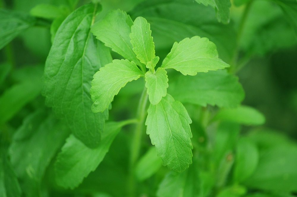 stevia, le foglie